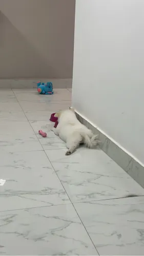Spitz Alemão Fêmea 3 meses
