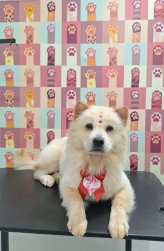 Cruzamento Chow chow fêmea