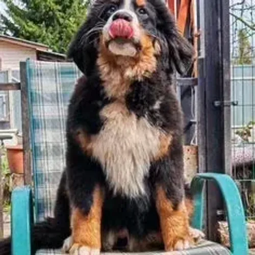 Bernese Mountain Dog,Bernese Mountain Dog Filhote Muito Amoroso e Dócil