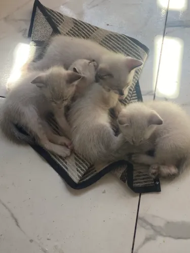 4 gatos pra adoção 