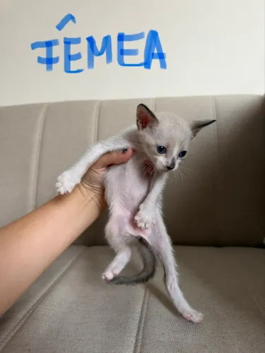 Gatos para adoção
