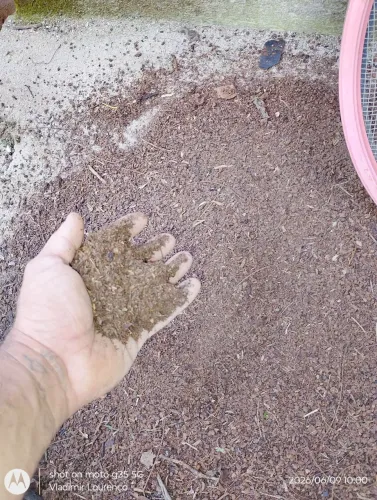Terra preta e esterco bovino 