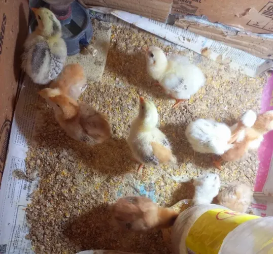 Pintinhos