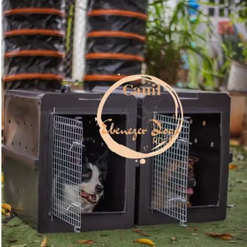 Caixa Kennel de Transporte IATA PET