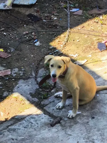 Cachorrinha 6 meses adoção 