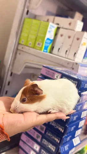 Porquinho da índia filhote 