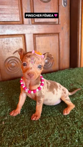 Pinscher fêmea exótica