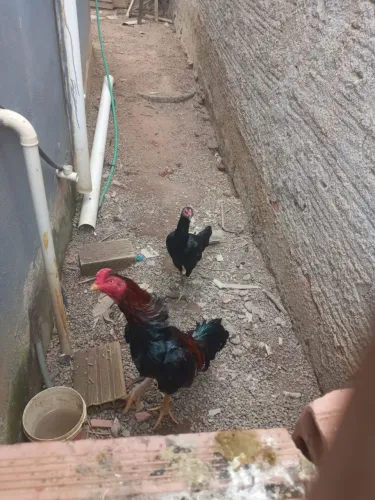 Vendas de frango e frangas mestiço