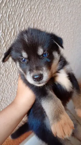 Husk siberiano