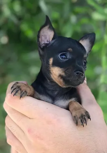 Filhotes de pinscher vacinados 55 dias tranquilos
