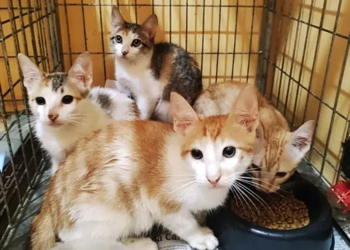 DOAÇÃO DE GATOS!!!!
