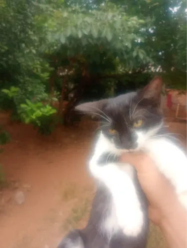 Doação de gatinhas fêmeas 
