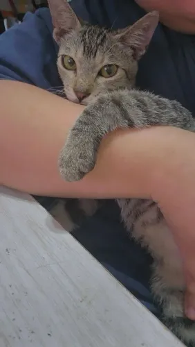 Gatinha fêmea para adoção responsável 