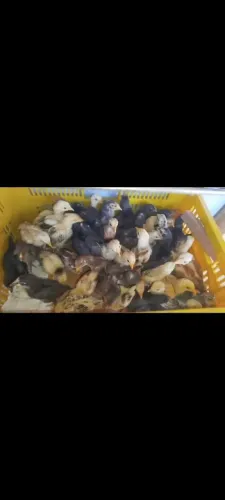 Vendo 100 pintinhos caipiras por 1000 reais