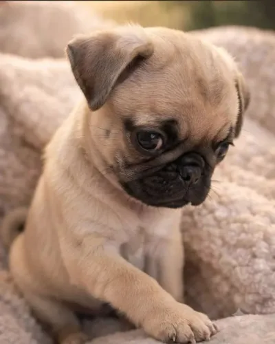 Pug: um destaque para quem aprecia personalidade
