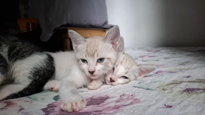 Doação de gatinhos