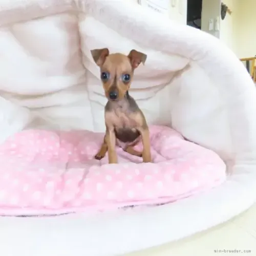 Neném Pinscher/Pincher Companheiro e Fiel Macho e Fêmea com Garantias