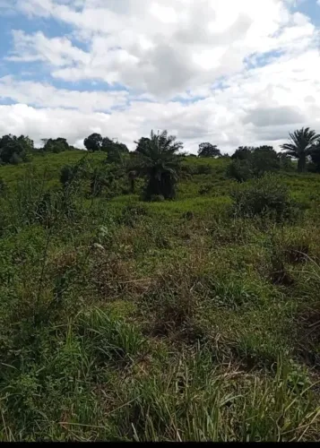Sítio de 2 hectares a venda em Joaquim Gomes