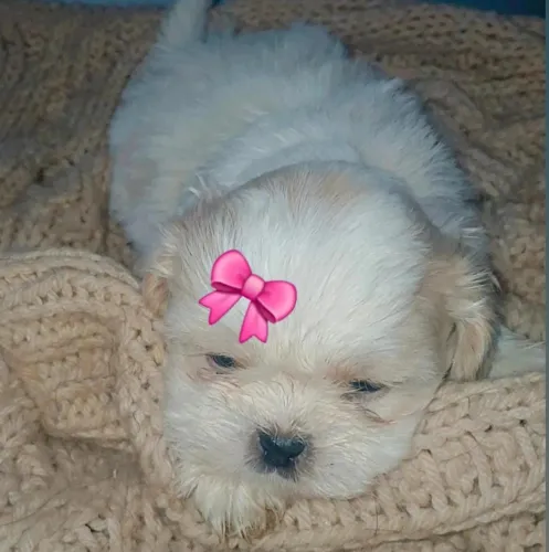 Vendo filhotes de Shih Tzu fêmeas e machos disponíveis