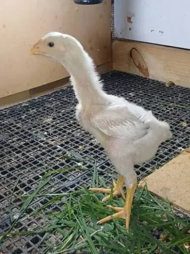 Vendo pintinho índio gigante puro Fazenda Esperança