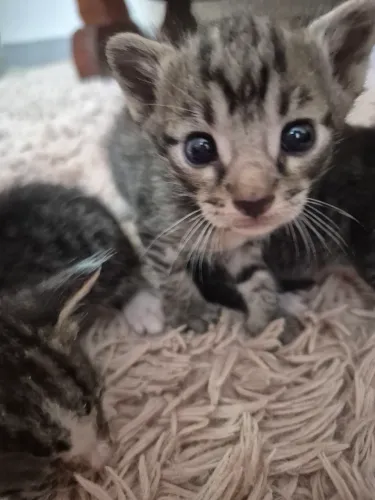 Gatinhos para adoção responsável 