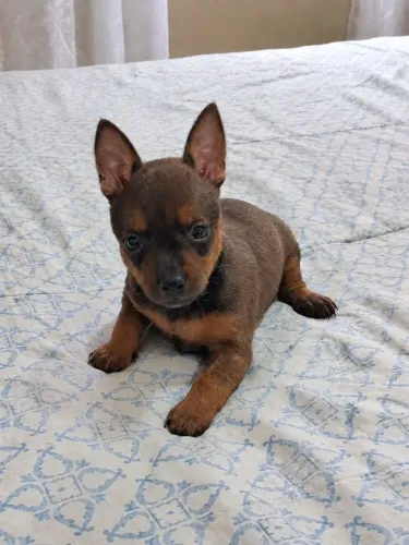 Pinscher machinho