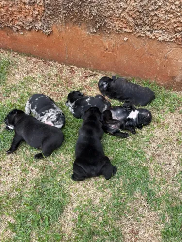 Venda cachorro