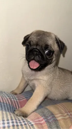 vendo pug filhote femea