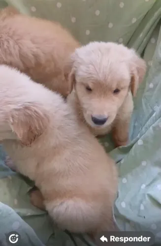Golden retriever raro