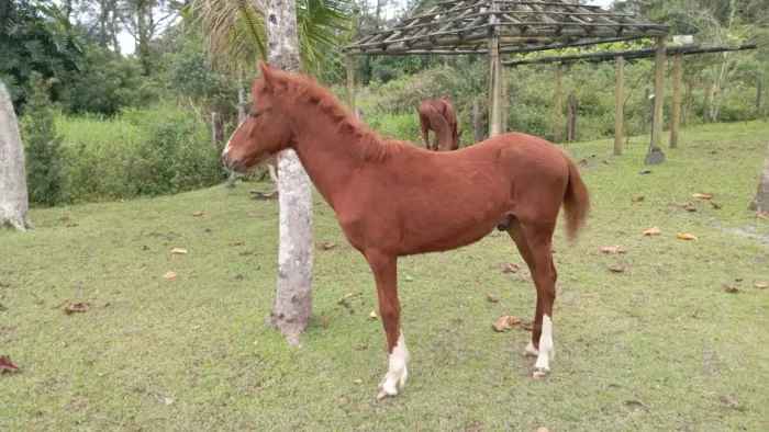 Cavalo mangalarga marchador potro