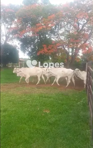 Fazenda Excepcional à Venda em Campina Verde/MG | 100 Alqueires |8 Nascentes |Estrutura Co