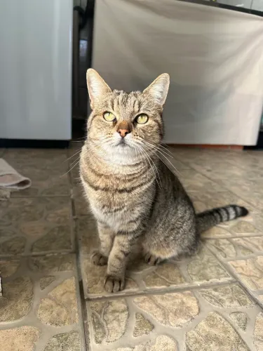 Gato fêmea castrada 