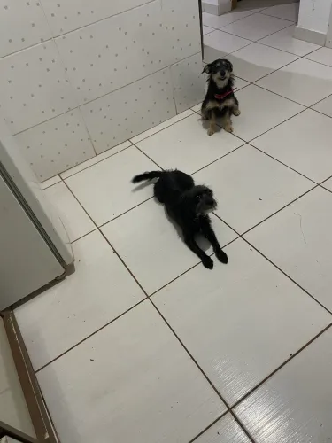 Estou doando duas cachorra