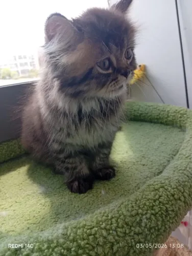 Vendo gato persa macho (filhote)