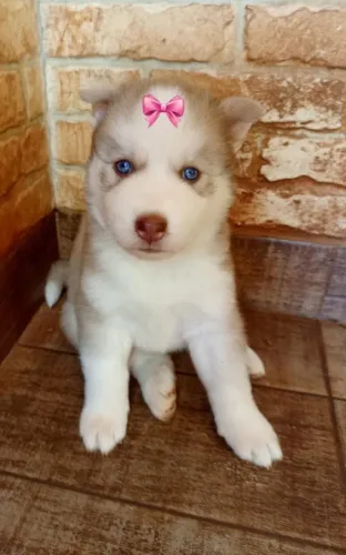 Husky Siberiano,Husky Siberiano Filhote Vacinado e Vermifugado