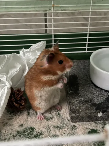 Gaiola, hamster, ração e potes.