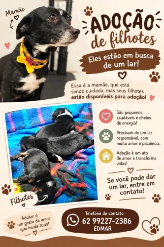 Doação de cachorro 