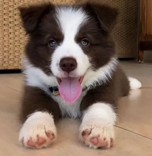 Border Collie Juntos desde o primeiro latido