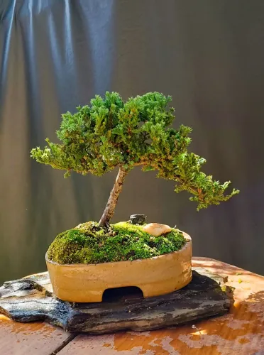 Lindo Bonsai juniperus horizontalis