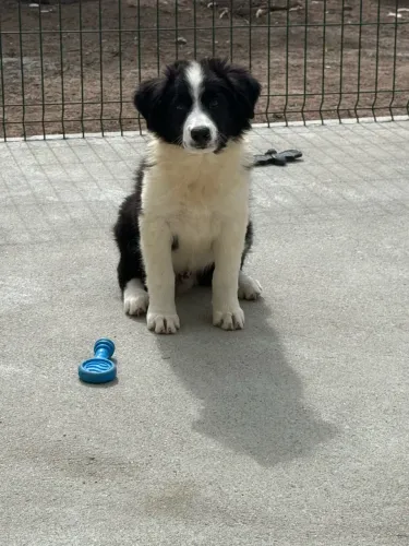 Filhotes de Border Collie