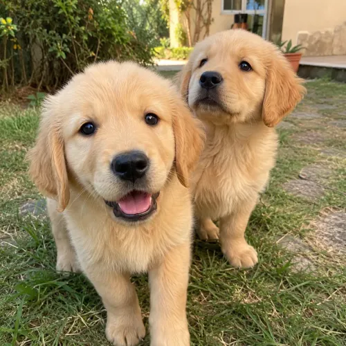 Doando Filhote Golden Retriever