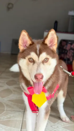 Husky siberiano macho