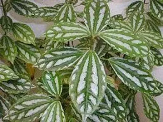 Plantas ornamentais