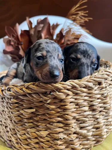 Dachshund arlequim macho mofado mofadinho ultimo casal 