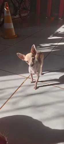 Vendo uma pinscher adulta zero pura! Mini