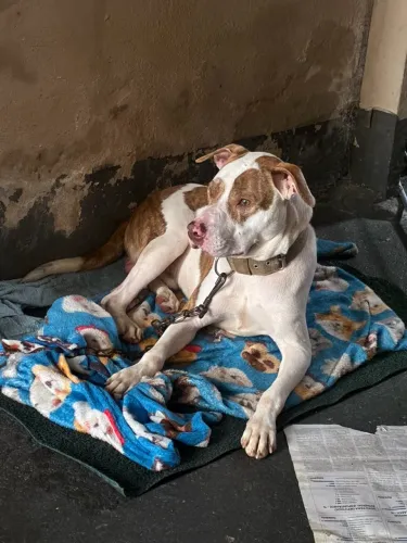 Pitbull