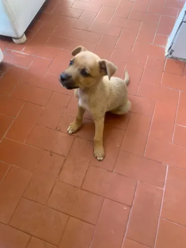 Cachorro macho, vai fazer 45 dias