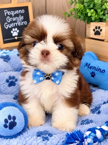 Lindo machinho de Shitzu a pronto entrega já com a primeira dose da vacina importada 
