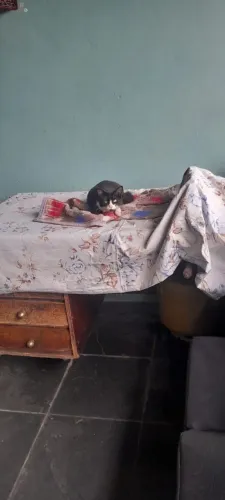 Doação de gatos