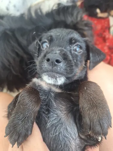 Cachorro